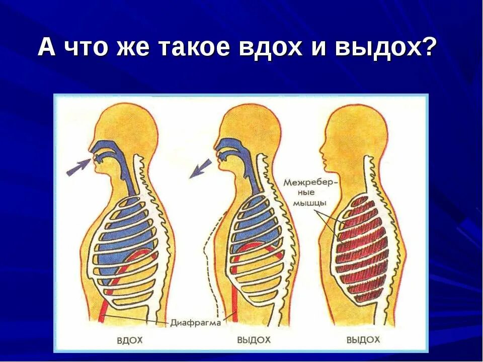 Как происходит процесс вдоха и выдоха. Процесс дыхания вдох и выдох. механизм вдоха и выдоха. механизмвдоза и выдоха. выдох у человека происходит.