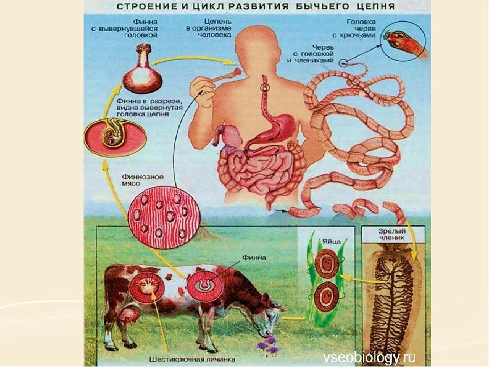 Жизненный цикл бычьего цепня начиная с яиц