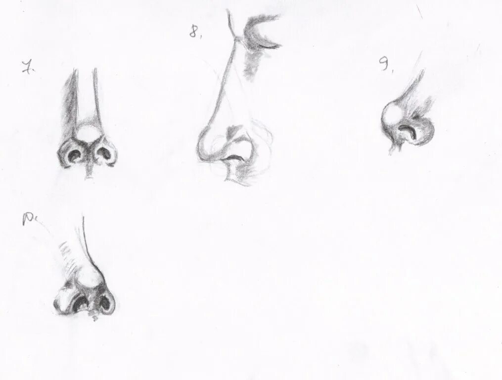 Как нарисовать нос вид снизу. Нос снизу референс. Нос человека рисунок карандашом. Формы носа для рисования.