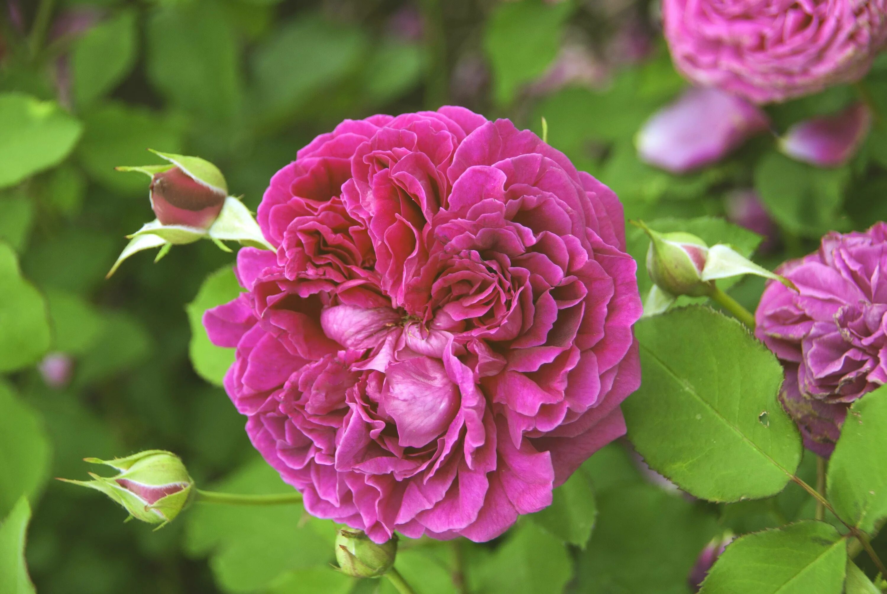 William Shakespeare 2000 ' Rose Photo Rose, David austin roses, Cottage garden r