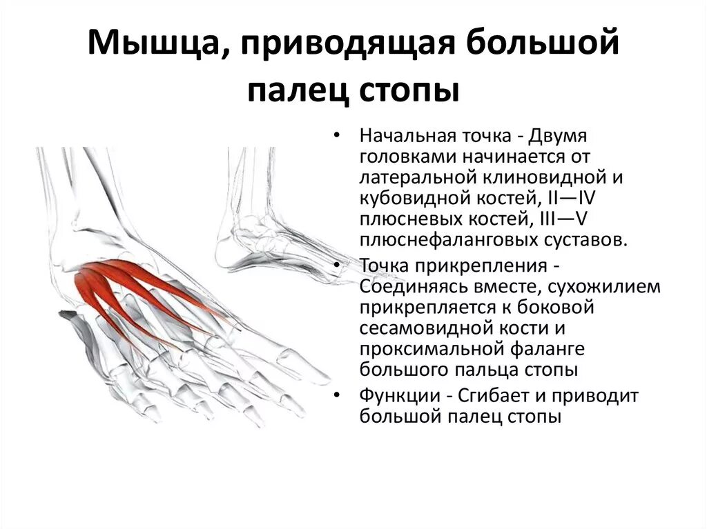 Мышца приводящая 1 палец стопы. Функция мышцы, отводящей большой палец стопы:. Мышцу отводящую большой палец стопы иннервирует. Сухожилие мышцы отводящей большой палец стопы. Отводящий большой палец стопы