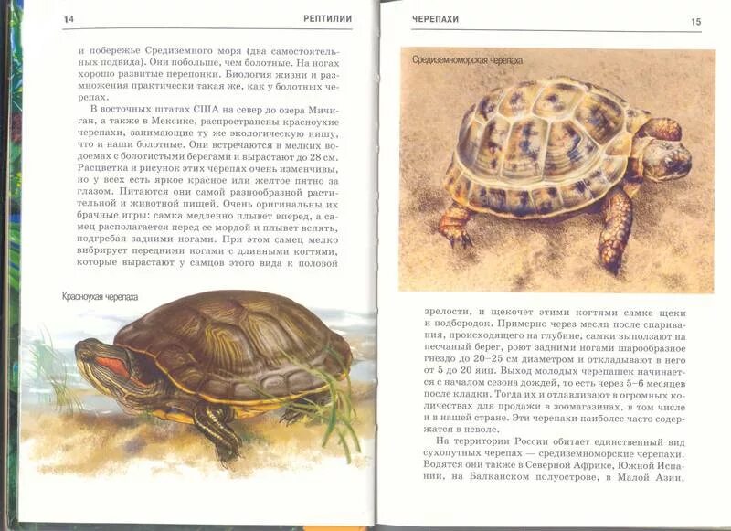 Читать сказку черепаха