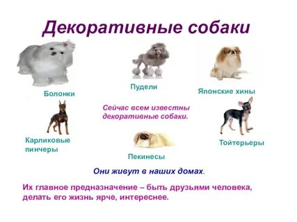 Средней группы собак