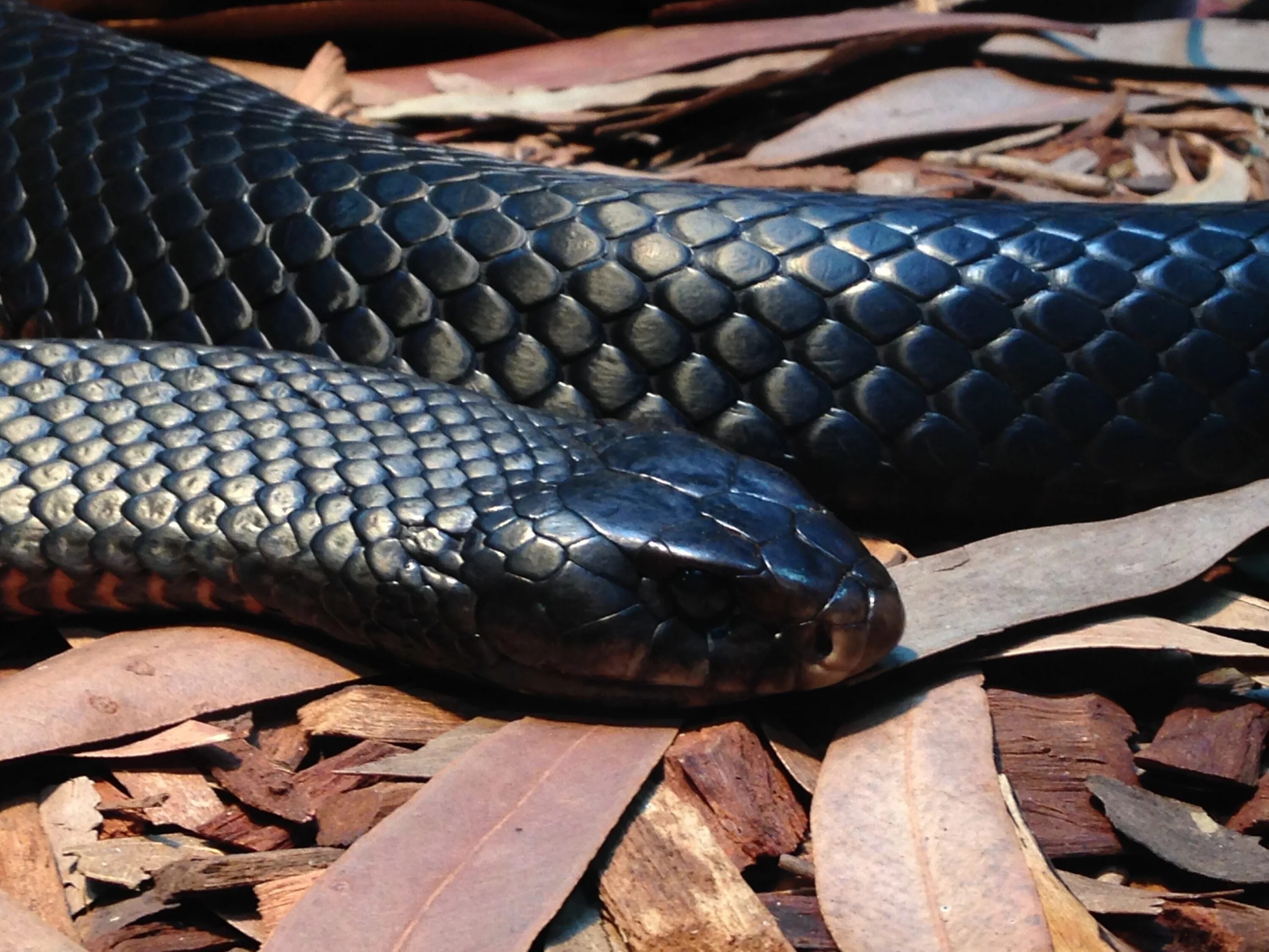 Черный змей что означает. Змея гадюка. Гадюка меланист. Гадюка черная. Гадюка Никольского (Vipera nikolskii).