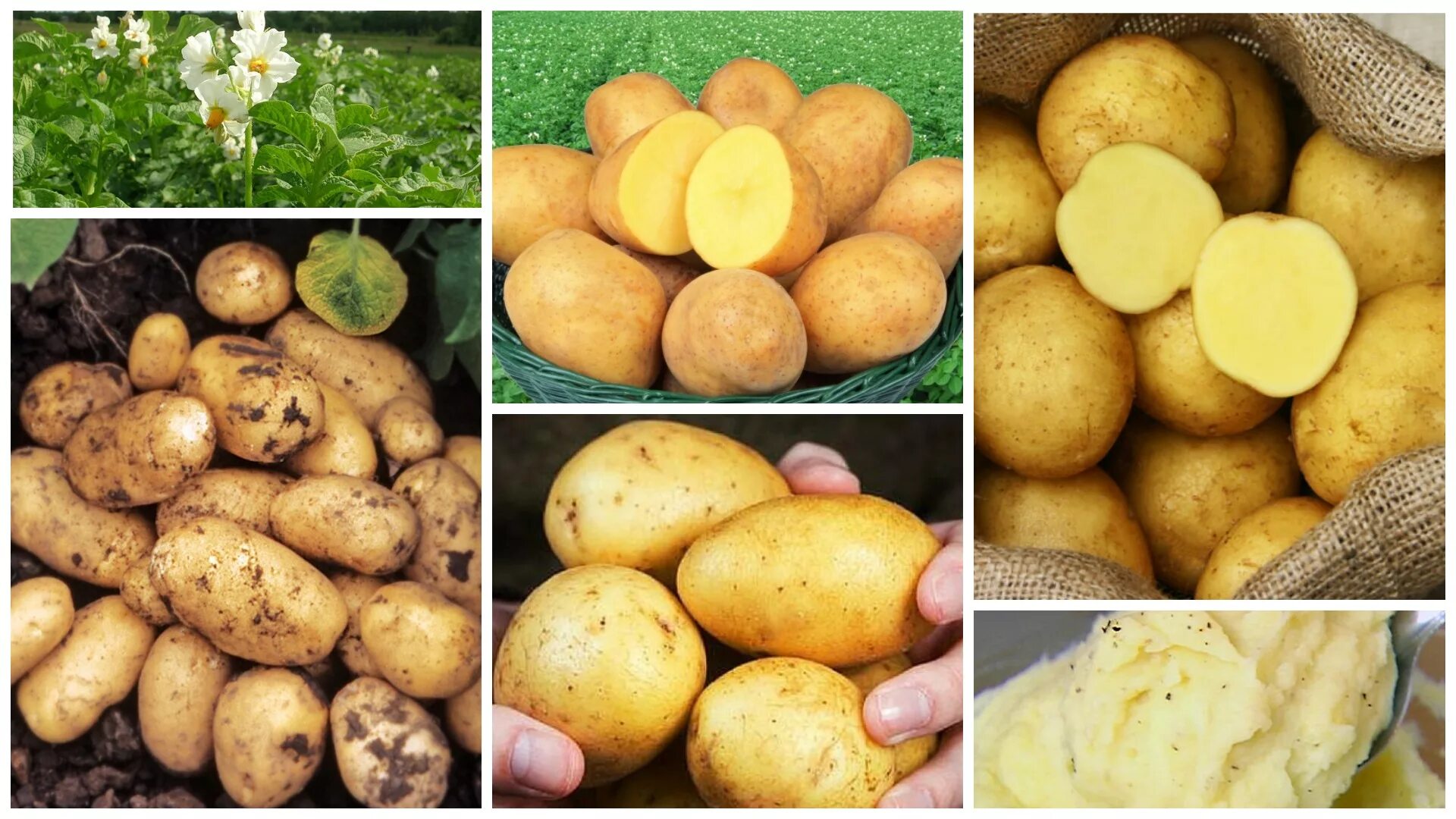 семенные клубни картофеля. семенные клубни картофеля. картофель синеглазка. пророщенный клубень картофеля. картофель каратоп.