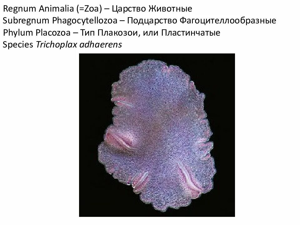 Пластинчатые трихоплакс. Пластинчатые Placozoa. Трихоплакс,пластинчатые пластинчатые трихоплакс. Тип пластинчатые (Placozoa). Пластинчатые являются