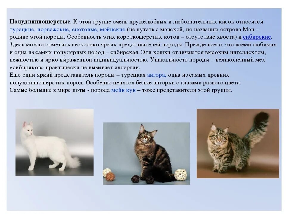 Европейская кошка характеристика. Европейская короткошёрстная кошка описание. Европейская порода кошек описание. Европейская кошка короткошерстная характер. Европейская короткошерстная (кельтская).