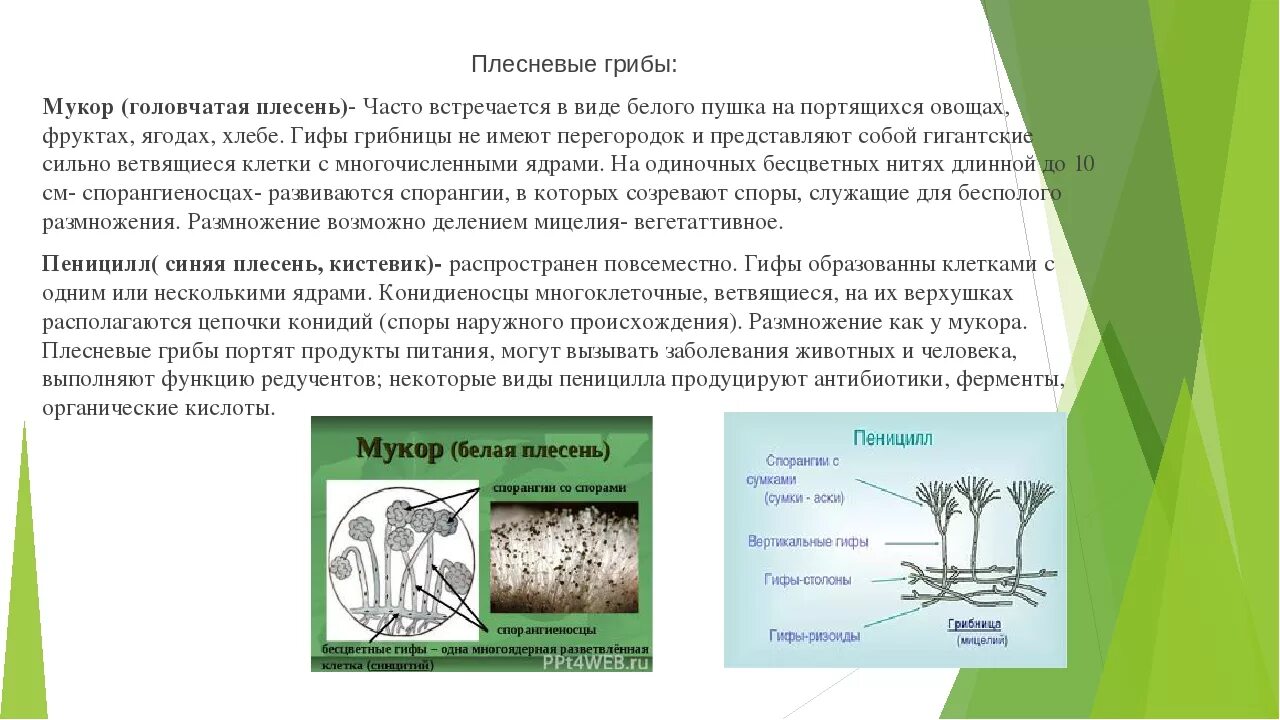 Мукор царство грибов. Лабораторная работа по биологии строение плесневых грибов. Лабораторная работа плесневые грибы. Изучение строения плесневых грибов-вывод. Строение плесневых грибов.