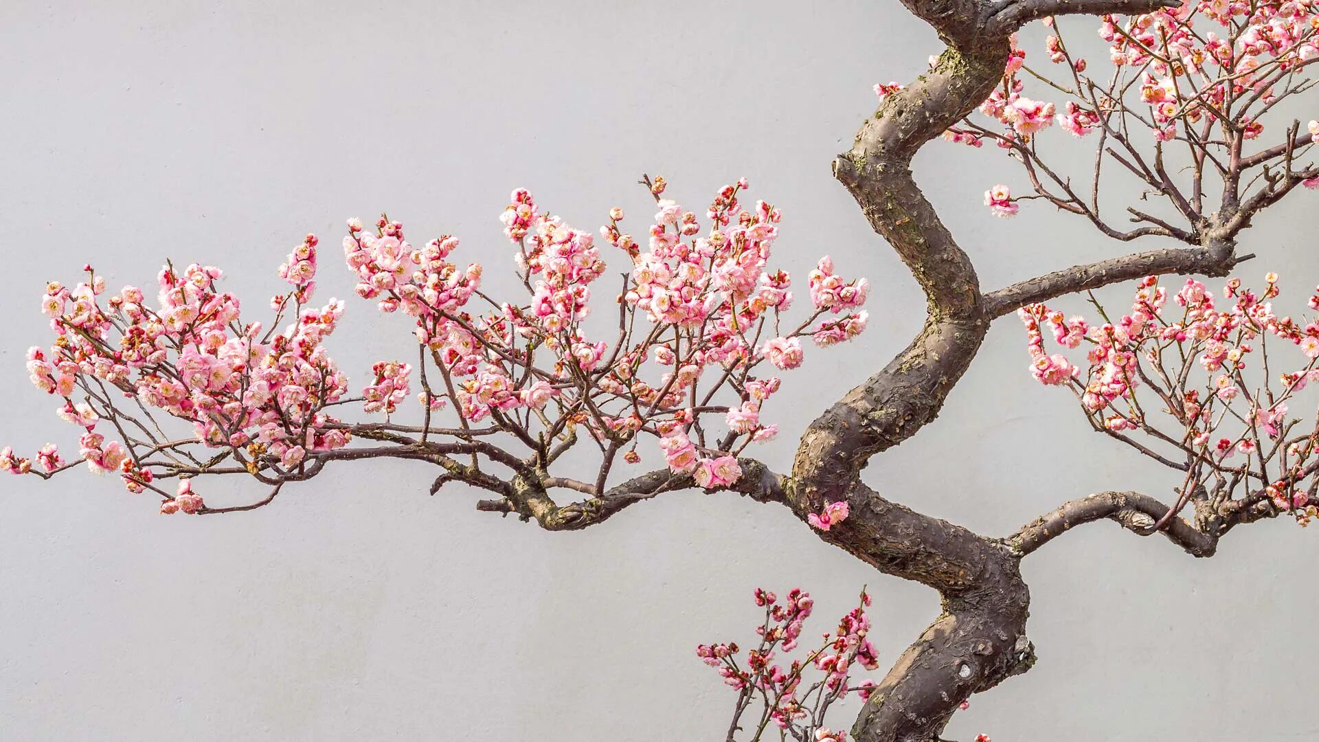 Plum blossom. Сакура черри блоссом дерево. Сакура референс дерево. Бонсай Сакура. Китайская слива Сакура.