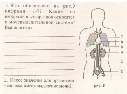 Проверочная работа выделительная система
