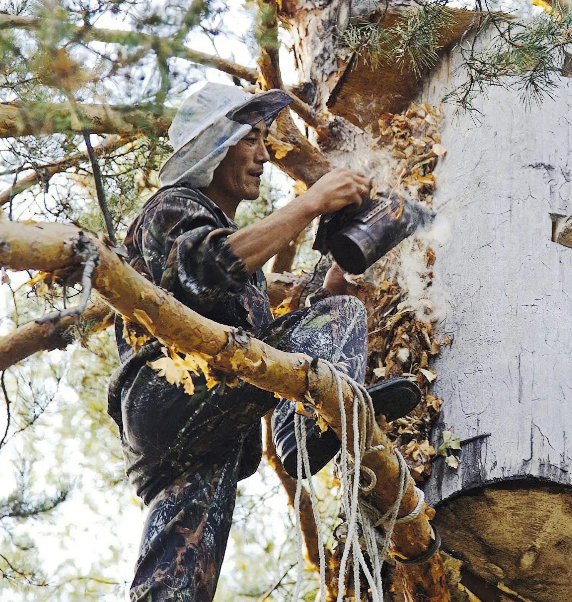 Бортевое пчеловодство в башкирии. Бортевое пчеловодство. Башкирский бортевой мед. Дикий мед бортничество. Дикий бортевой мед.