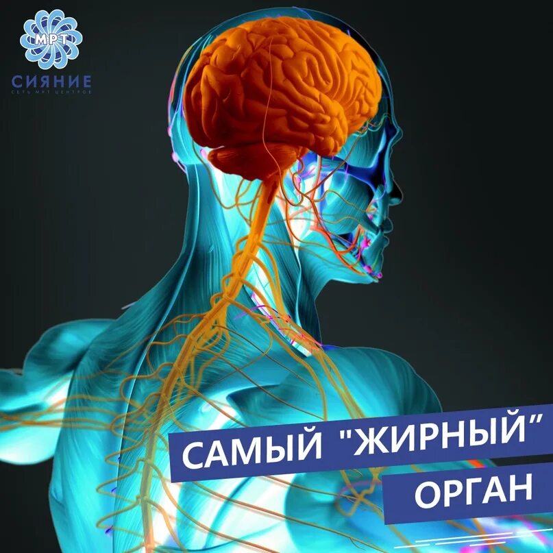 Тело управляет человеком. Мозг управляет телом. Нервная система.