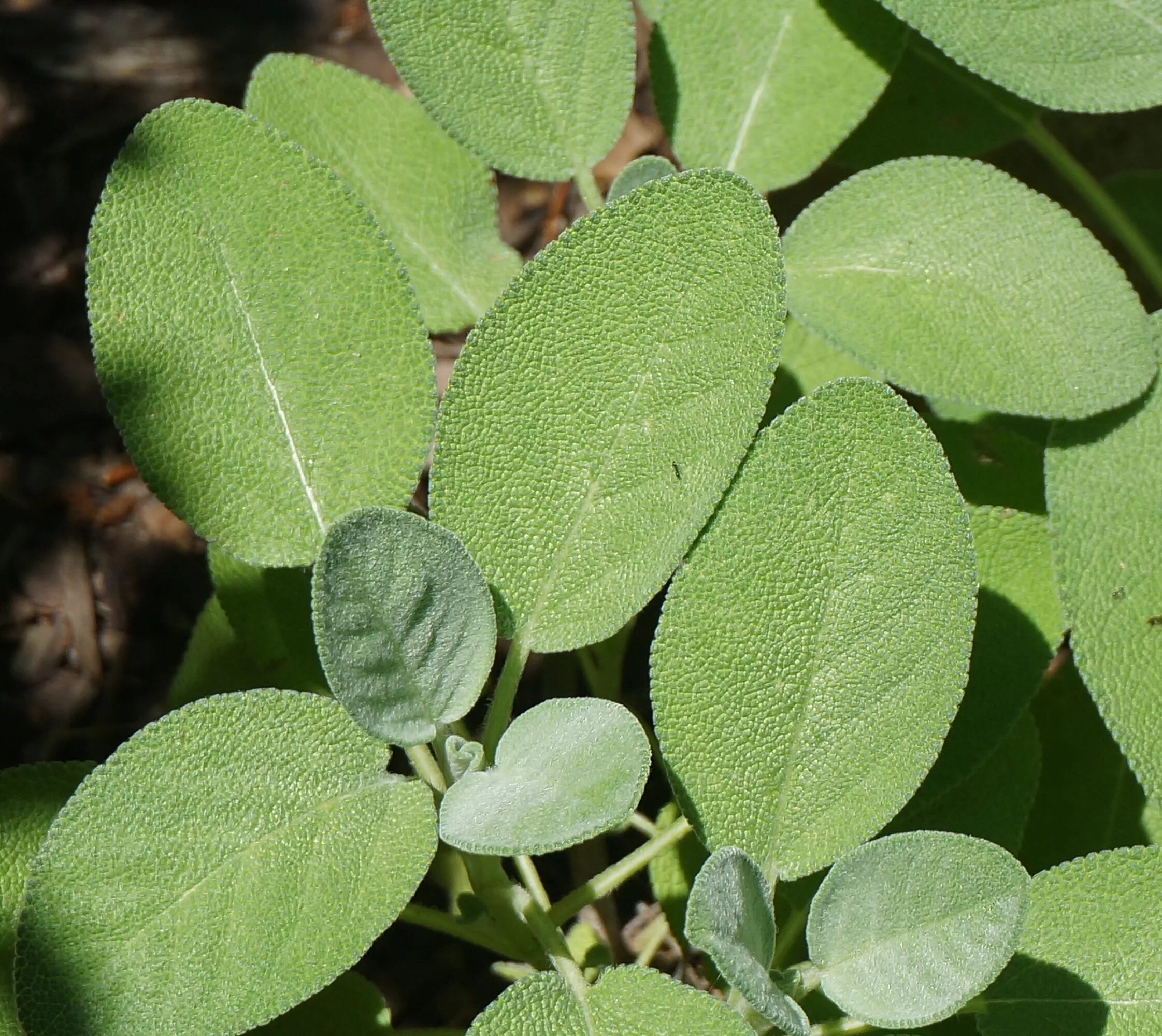 Шалфей вечнозеленый. Шалфей куст. Шалфей лекарственный куст. Salvia officinalis лист. Имеет округлые листья