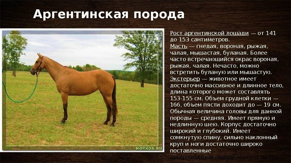 К какому типу относится лошадь