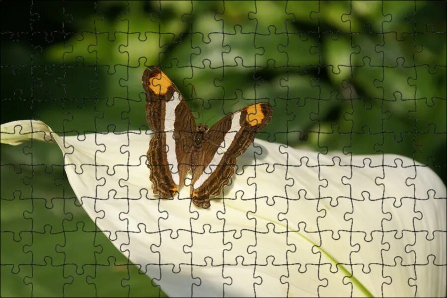Fetching butterflies pixwox