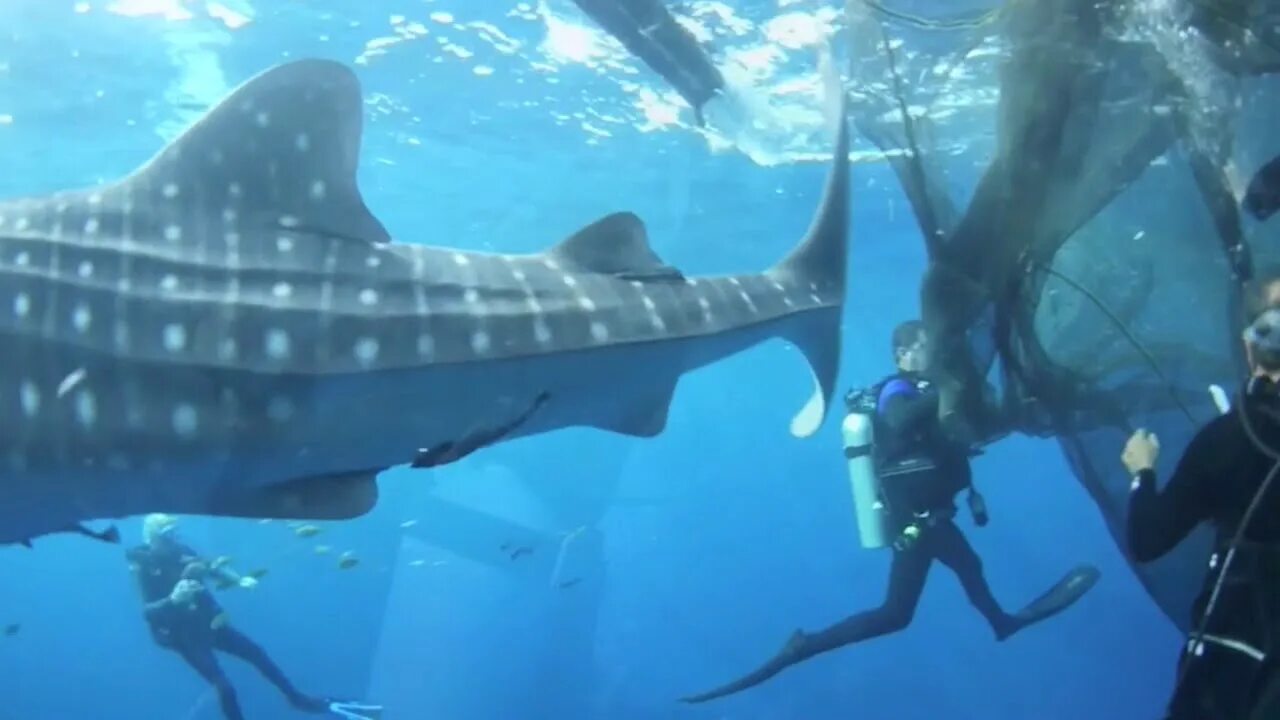 Акула спасатель. Акула спасатель. Акула мем. Акула спасатель. Stuck in net fish.