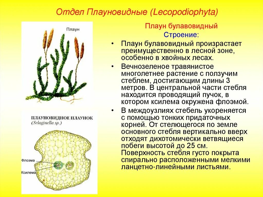 Плауны корневище. Строение отдела плауновидных. Плаун булавовидный отдел растений. Спороносный побег плауна. Плаун булавовидный строение.