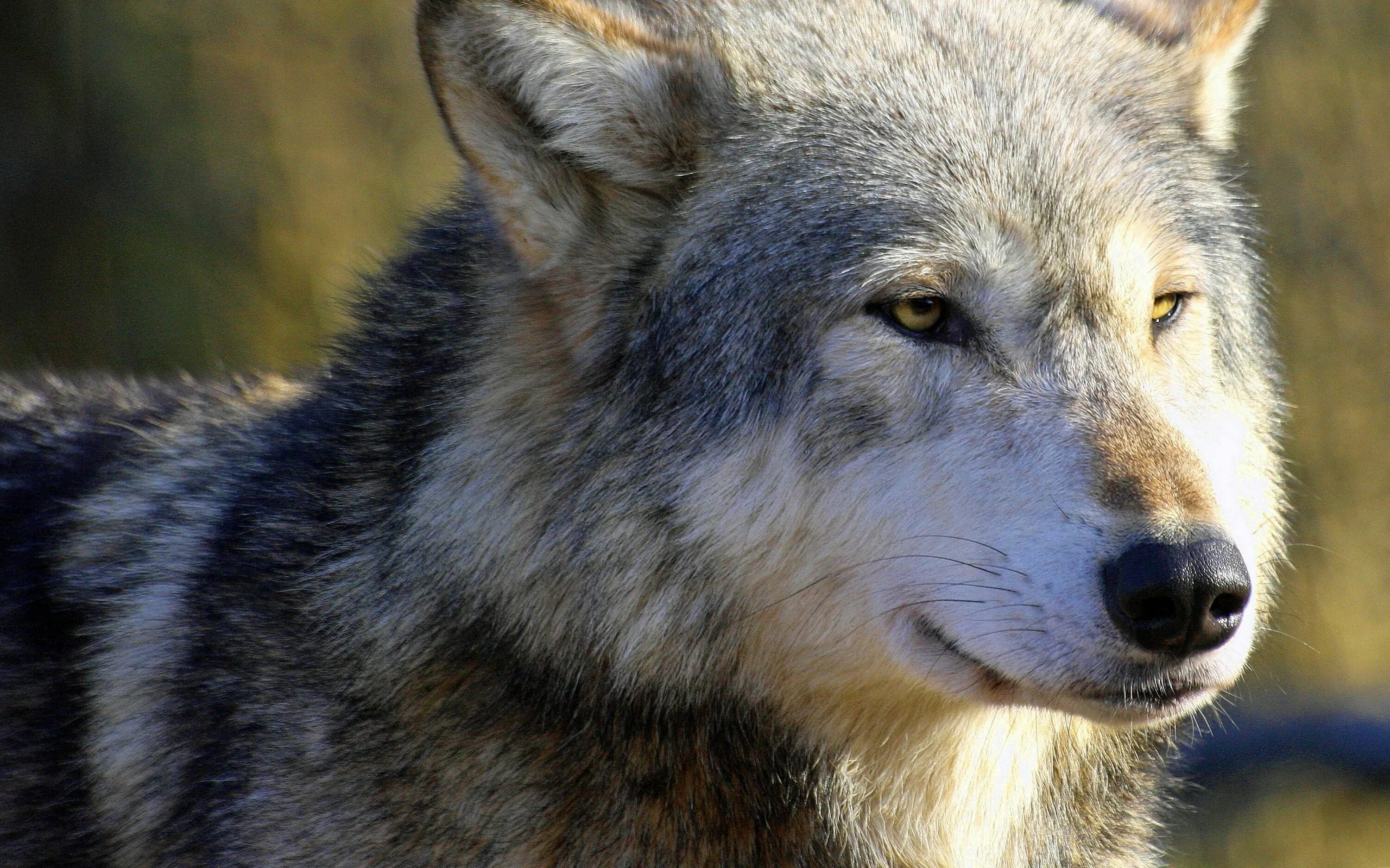 Пин на доске mes amis les loups Волчак, Фотография питомца, Черные волки