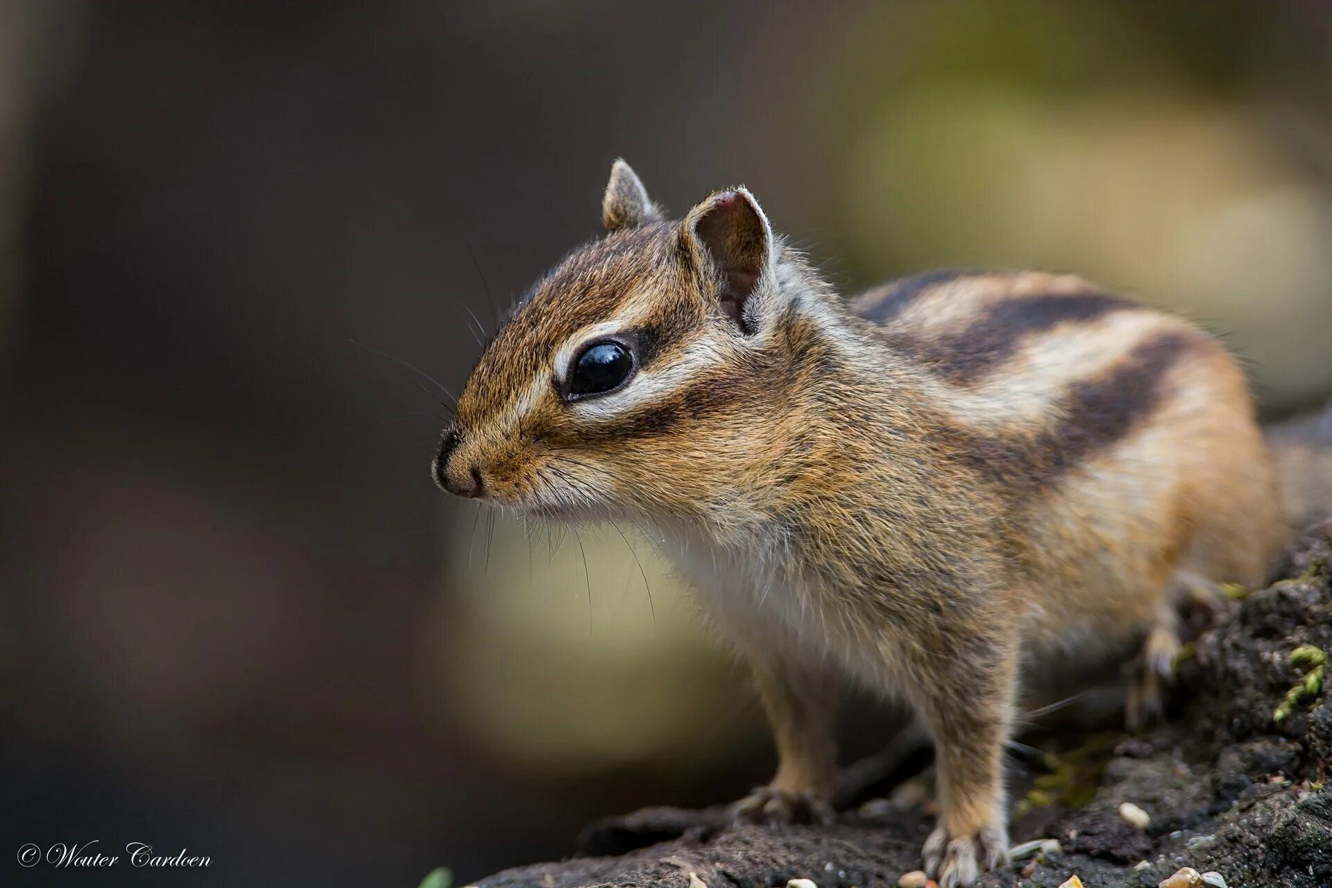 Сибирский бурундук. Сибирский бурундучок. Азиатский бурундук. Азиатский бурундук. Eutamias sibiricus.