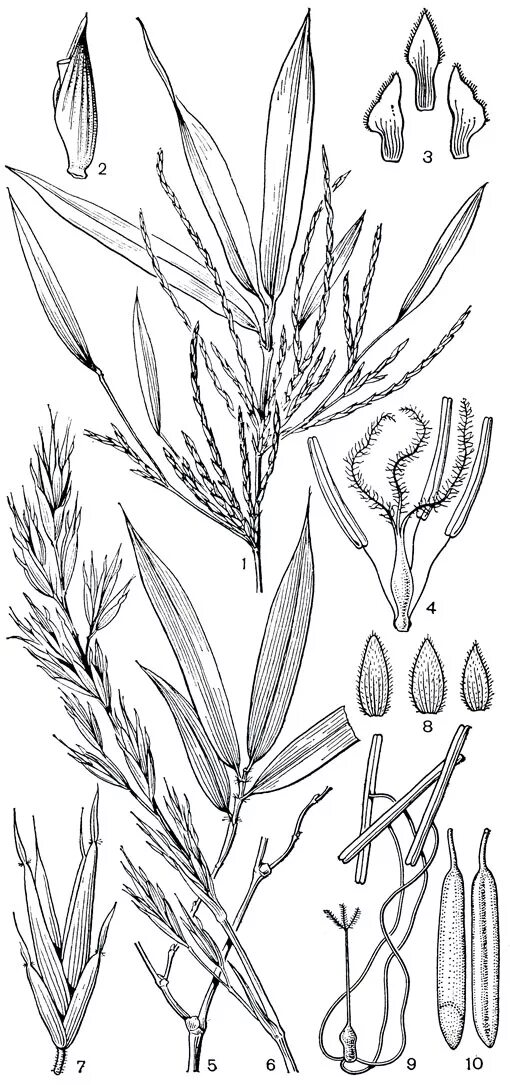 цветок злаковых функции