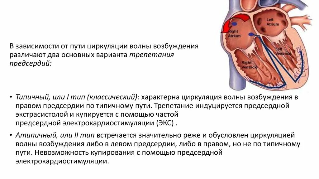Левому предсердию соответствует