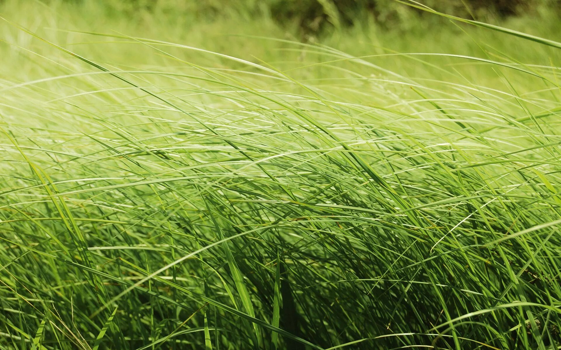 Wide green. Трава. Трова. Зеленая трава. Красивая трава.