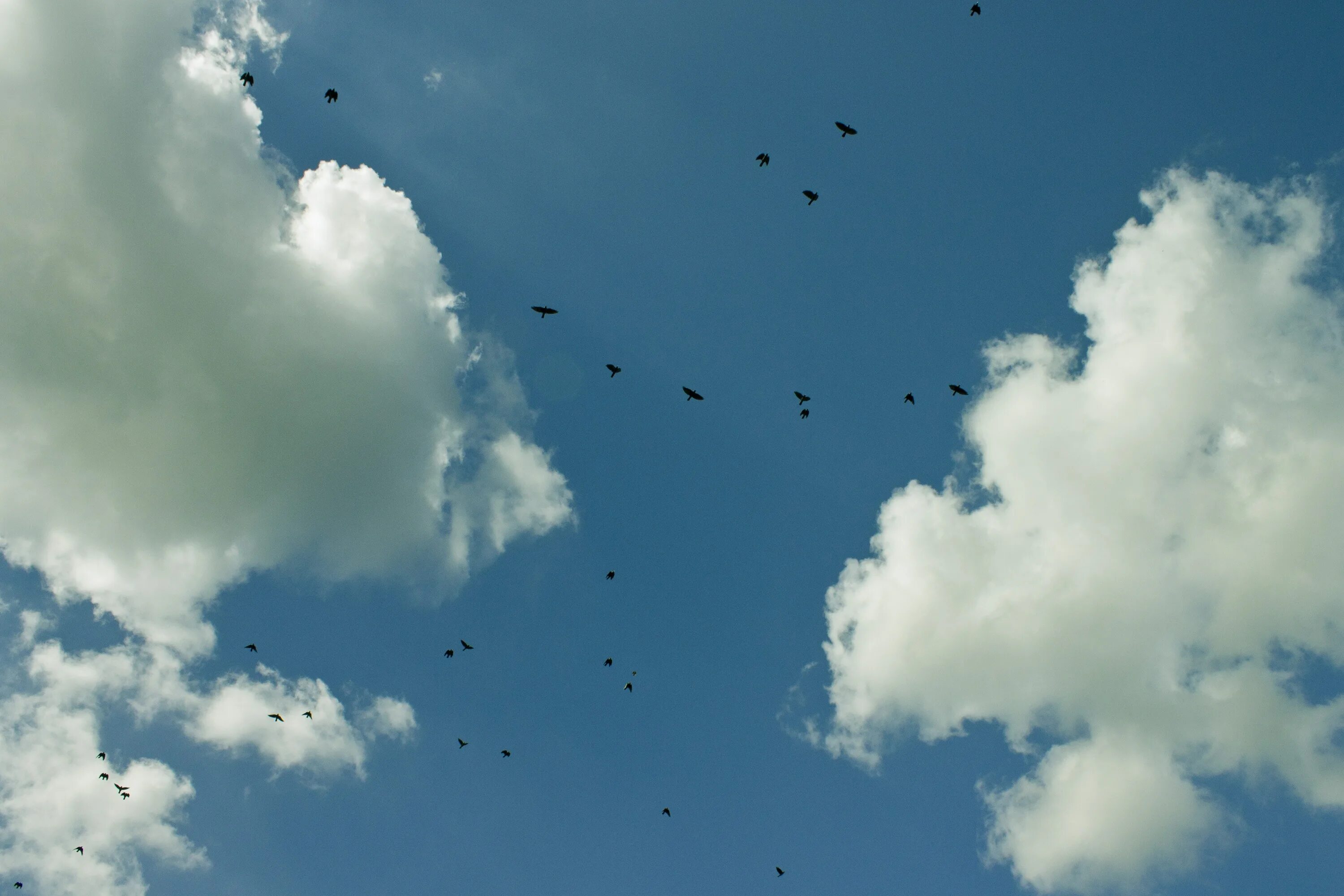Легкие облака летели. Птицы в небе. Птицы в облаках. Стая птиц в небе. Небо птицы облака.