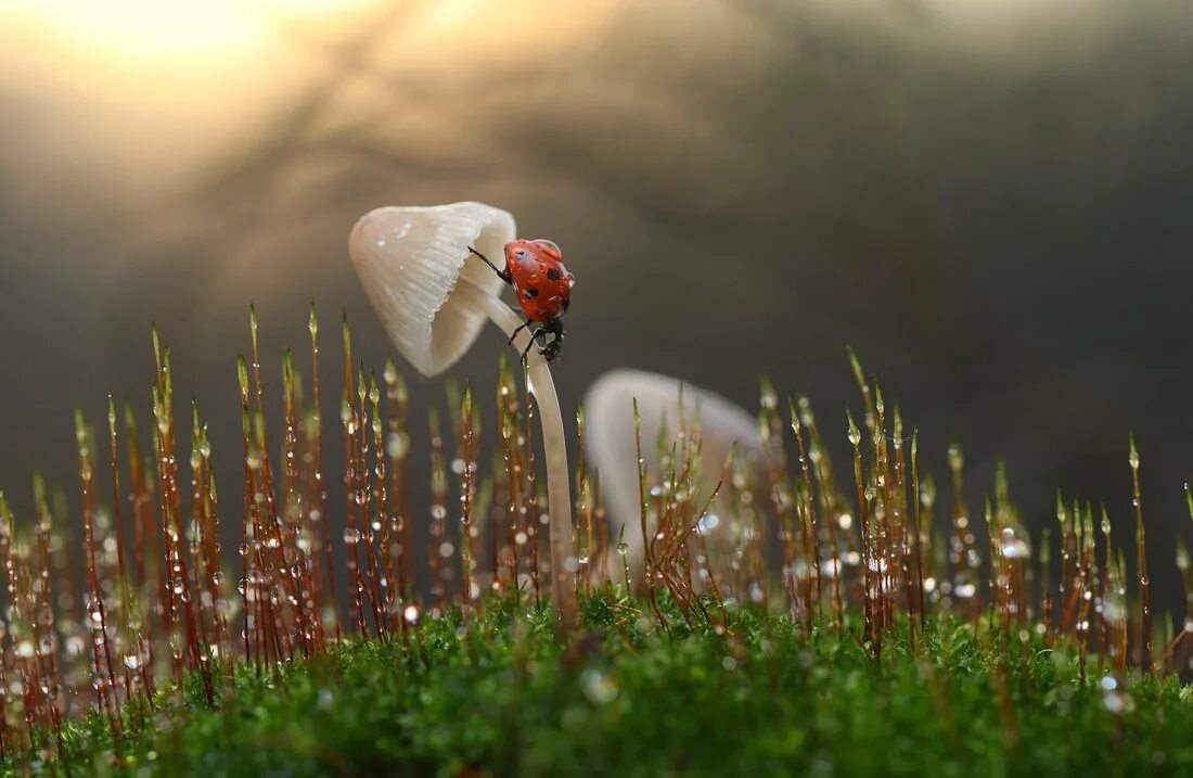 Дайте людям росу. Утренняя роса. Отражение в капле воды. Макросъемка природа. Нежность картинки.