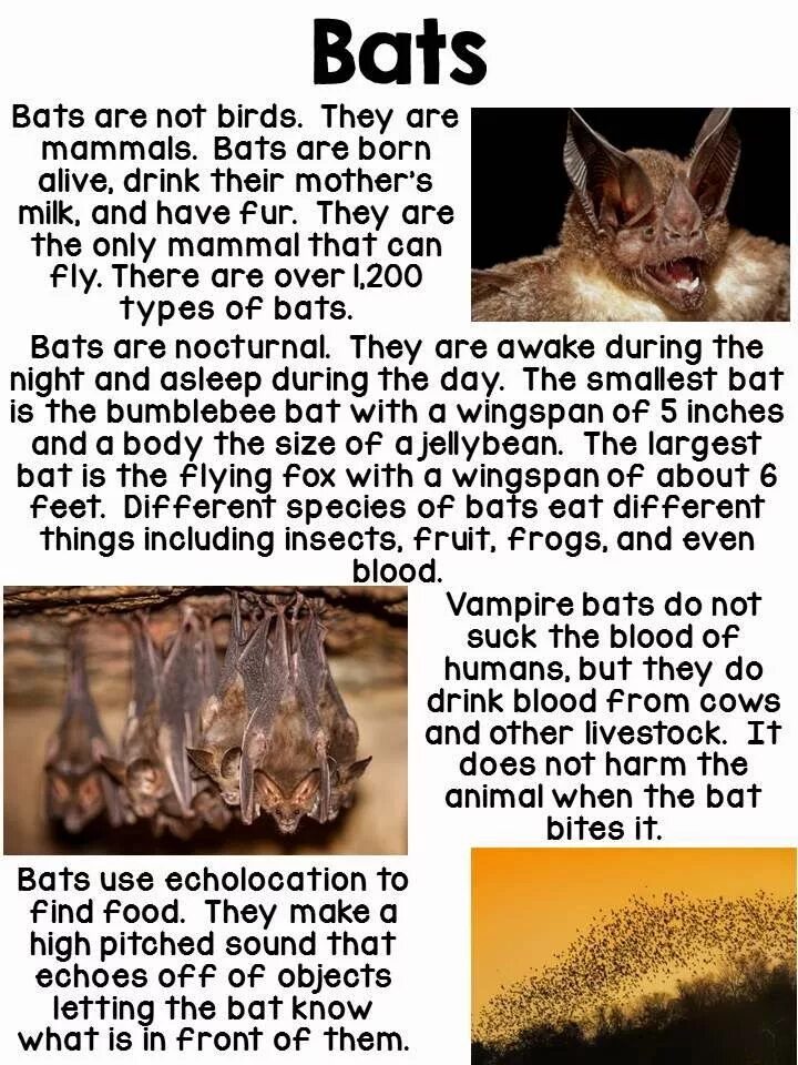 There are various myths surrounding bats those. Bat information. bats. activity book. what is a bat. bat перевод на русский.