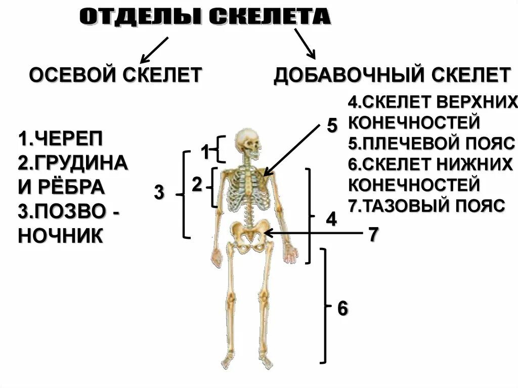 Осевая часть скелета человека. Части скелета осевой и добавочный. Осевой скелет и добавочный скелет человека. Осевой и добавочный скелет человека анатомия.