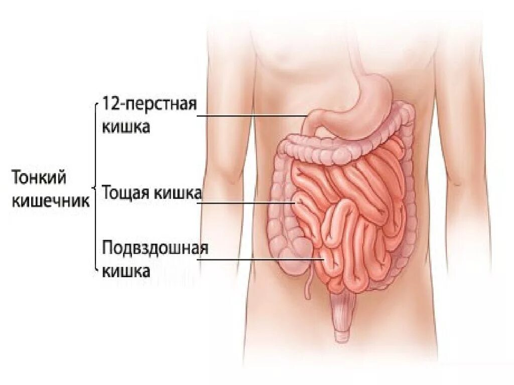 В тонкую кишку открываются. Тонкий кишечник анатомия человека. 12 Перстная тощая и подвздошная кишка. Тонкий кишечник двенадцатиперстная кишка строение и функции. Тонкая кишка 12 перстная анатомия.