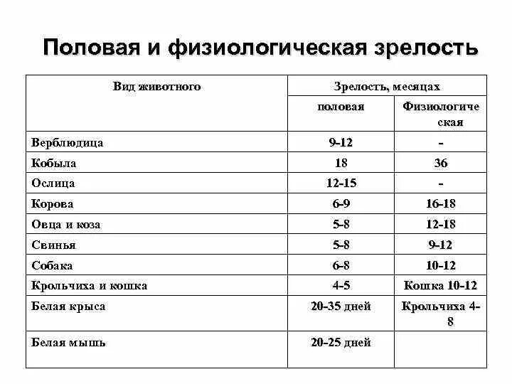 Продолжительность жизни зверей. Половая и физиологическая зрелость у самок разных видов животных. Сроки наступления физиологической зрелости у животных. Сроки наступления половой зрелости у животных. Сроки наступления физиологической зрелости у животных таблица.