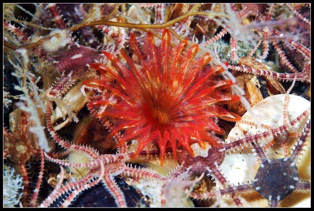 беспозвоночное морское животное 5 букв. беспозвоночное морское животное 5 букв. Coryphella verrucosa. беспозвоночное морское животное 5 букв. головоногие осьминоги.