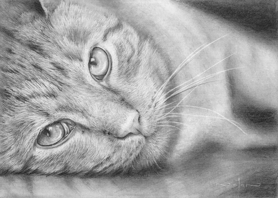 Pencil cats. Картины карандашом красивые. Кошка рисунок карандашом реалистичный. Рисунки котов карандашом. Котенок карандашом.