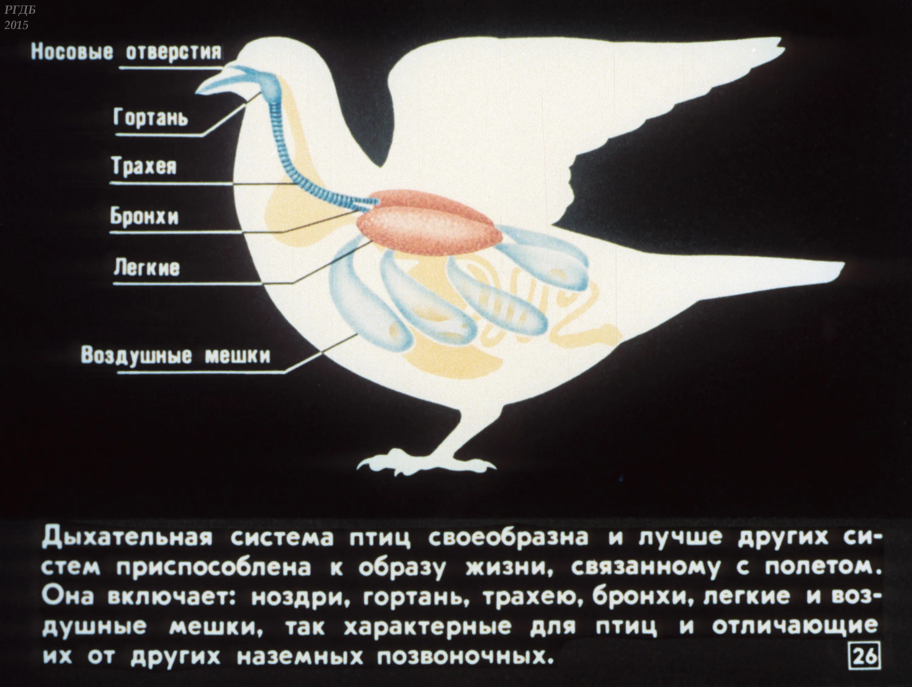 Дыхательная система птиц. Дыхательная система птиц 7 класс биология. Строение дыхательной системы птиц. Дыхат система птиц.