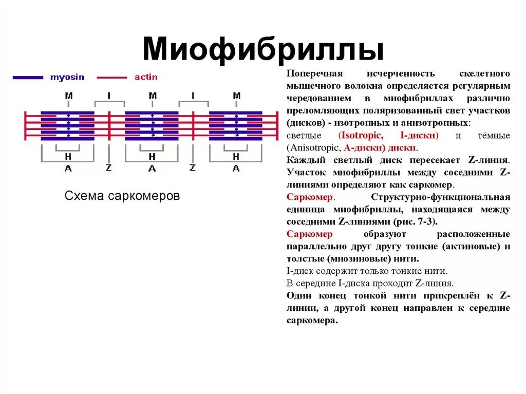 Саркомера мышечного волокна. Схема саркомера миофибриллы мышечного волокна. Схема поперечно полосатого мышечного волокна. Структурная организация миофибриллы. Саркомер.. Схема строения миофибриллы поперечно- полосатого мышечного волокна..