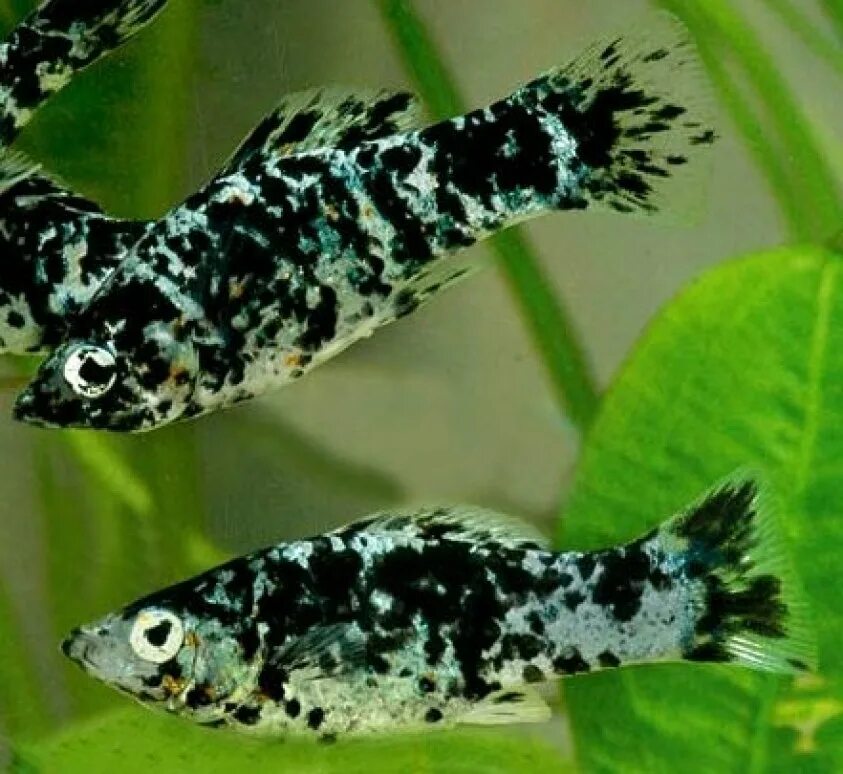 Аквариумные рыбки самки и самцы