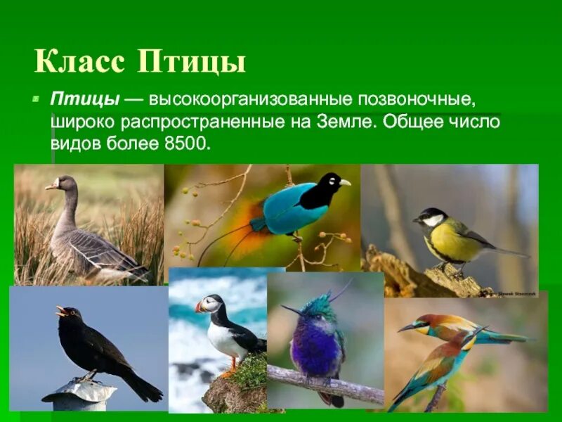Класс птицы. Класс птицы представители. Птицы -высокоорганизованные позвоночные. Птицы высокоорганизованные теплокровные позвоночные.