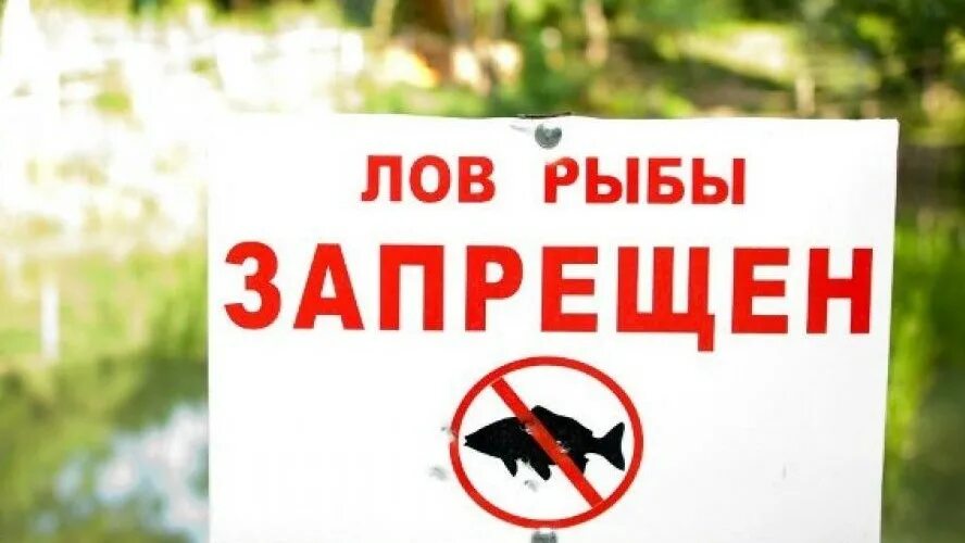 Рыбалка запрещена табличка. Ловля рыбы запрещена. Лов рыбы запрещен. Ловля рыбы запрещена табличка. Запрет на ловлю в московской области 2024