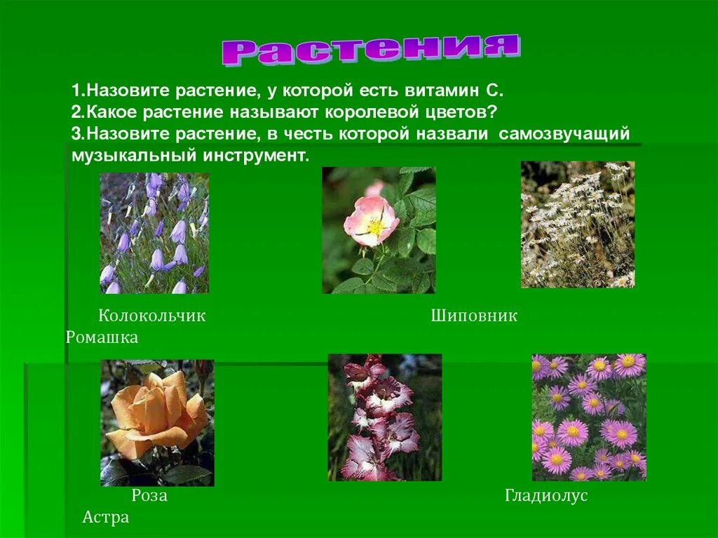 Растения названные в честь. Какие растения названы в честь животных. Цветы названные в честь животных. Это растение называют королевой цветов.