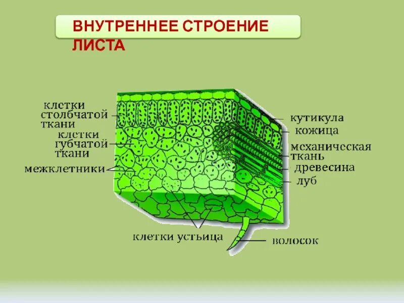 Клеточное строение листа (ткани, функции). Схема внутреннего строения листа биология 6 класс. Внутреннее строение листа 6 класс биология. Клеточное строение листьев 6 класс. Кожица какая ткань у растений