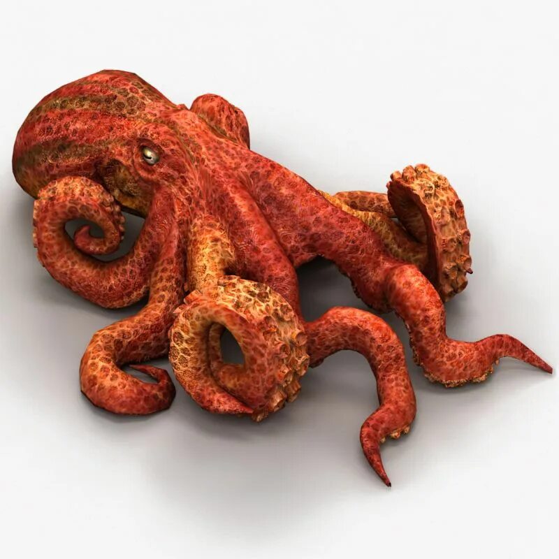 Мод на осьминога. Октопус-духовка (octopus dofleini). щупальца осьминога копченые.