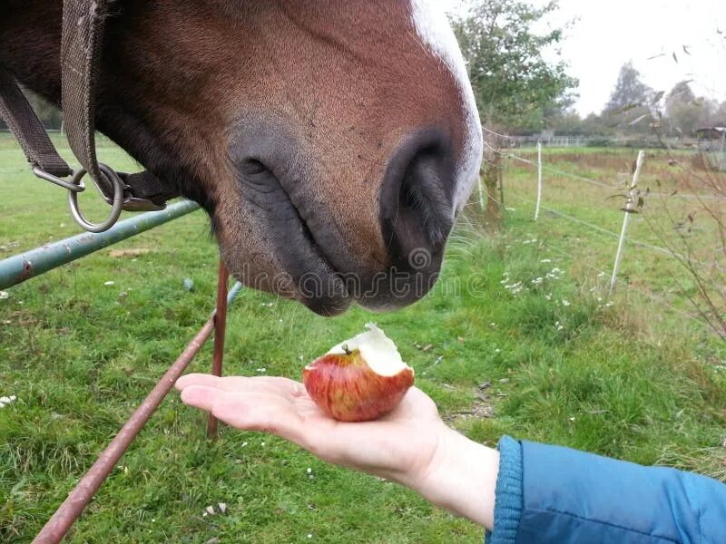 Художественная стрижка лошадей. Horse come. Першерон белый. Два коня обнимаются. Лошадь поводырь.