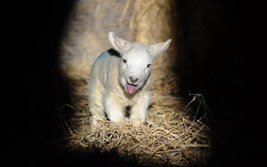 новорожденный ягненок