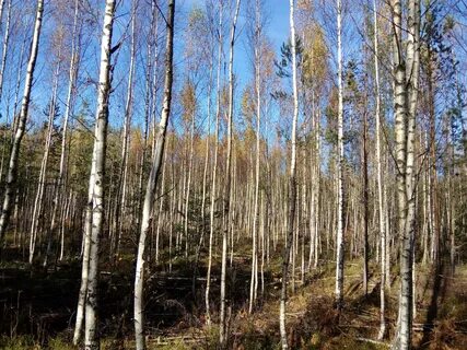 Береговой лиственный лес роща