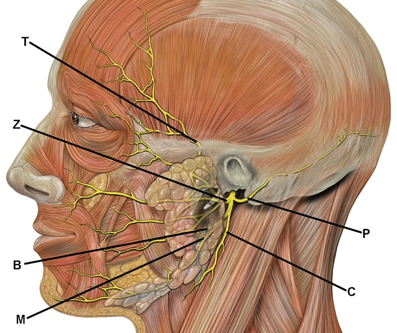Лицевой нерв околоушная железа. Тройничный нерв анатомия воспаление. Nervus trigeminus анатомия. Лицевой нерв (n. Facialis). Нервы околоушной железы