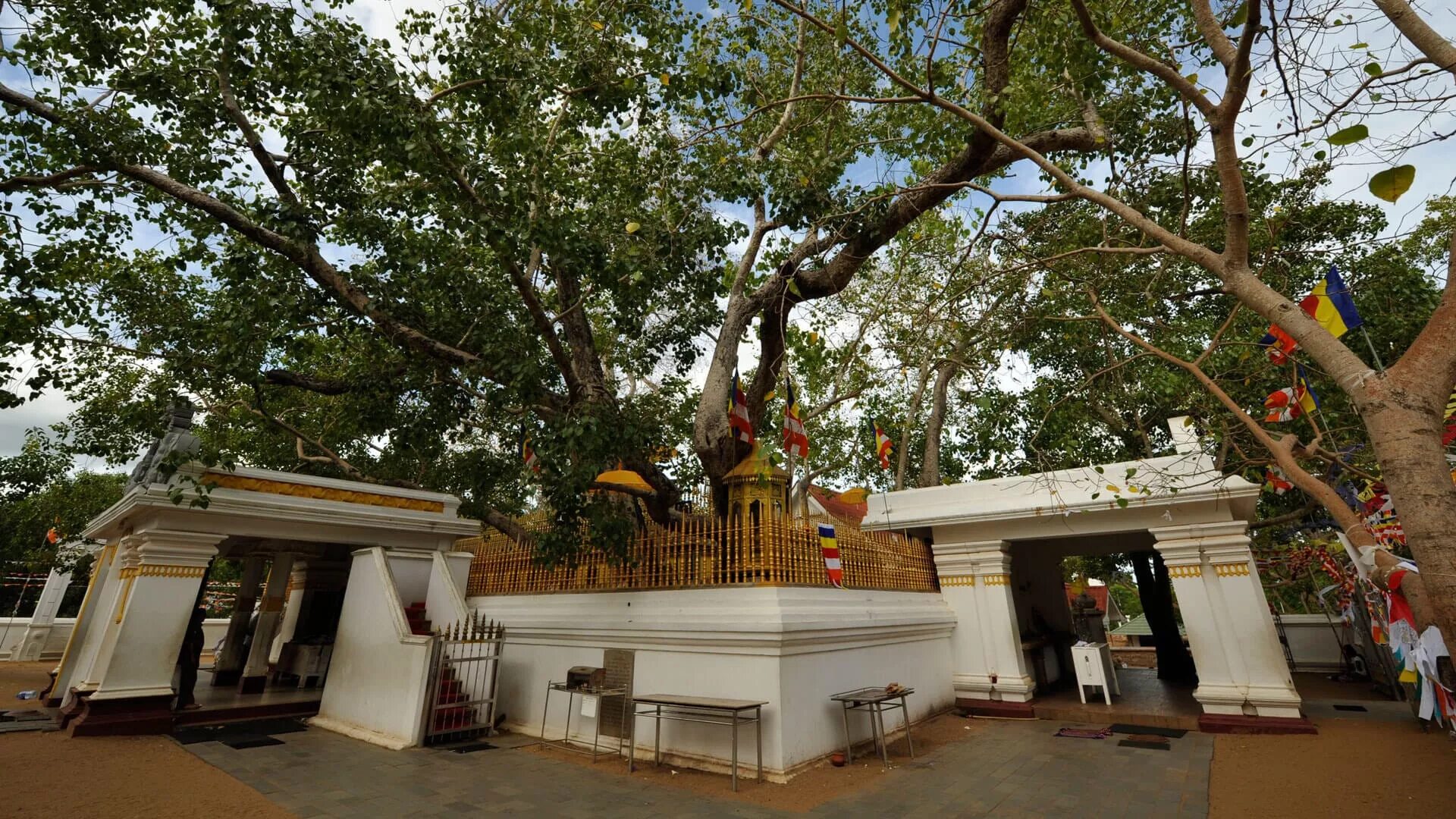 Джайя шри. Анурадхапура Шри Ланка дерево Бодхи. Дерево Бодхи в Анурадхапуре. Дерево Бодхи на Шри Ланке. Дерево Шри Маха Бодхи.