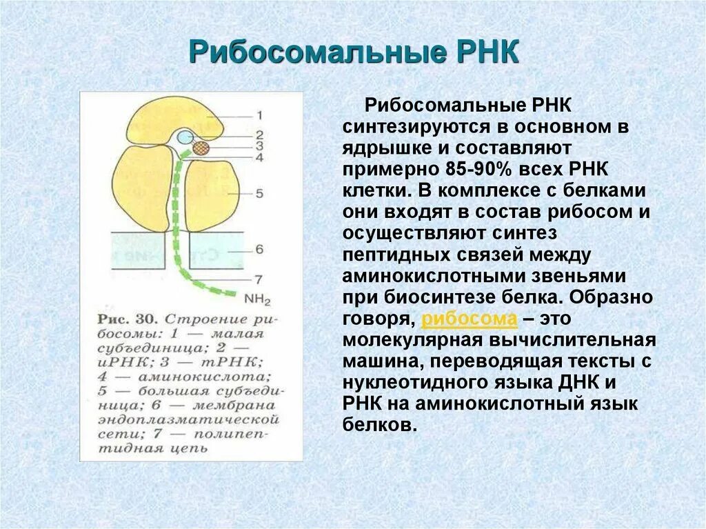 Размеры рнк. Строение рибосомы РНК. Рибосомную РНК структура и функции. Структура рибосомной РНК. Структура рибосомальной РНК.