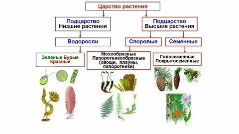 5 растений разных сортов