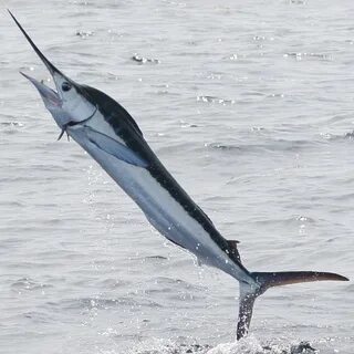 White marlin